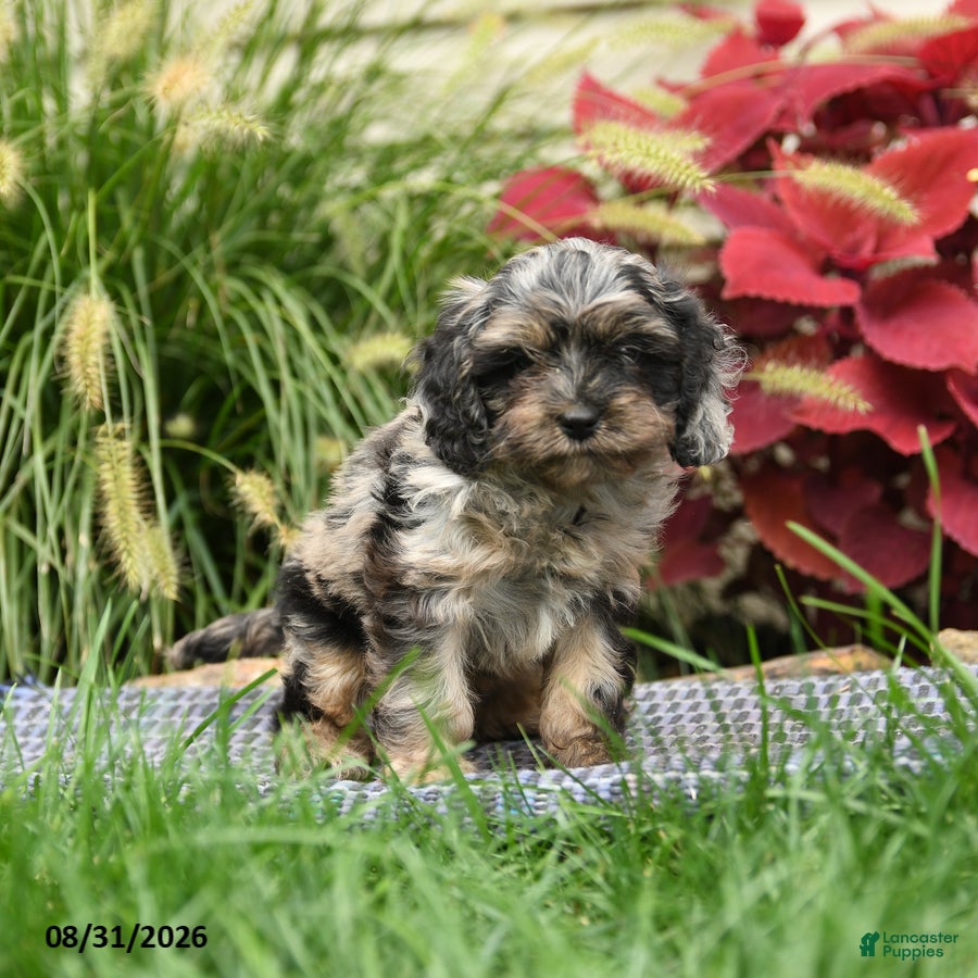 Cavapoo dogs Hamilton - Ad 2
