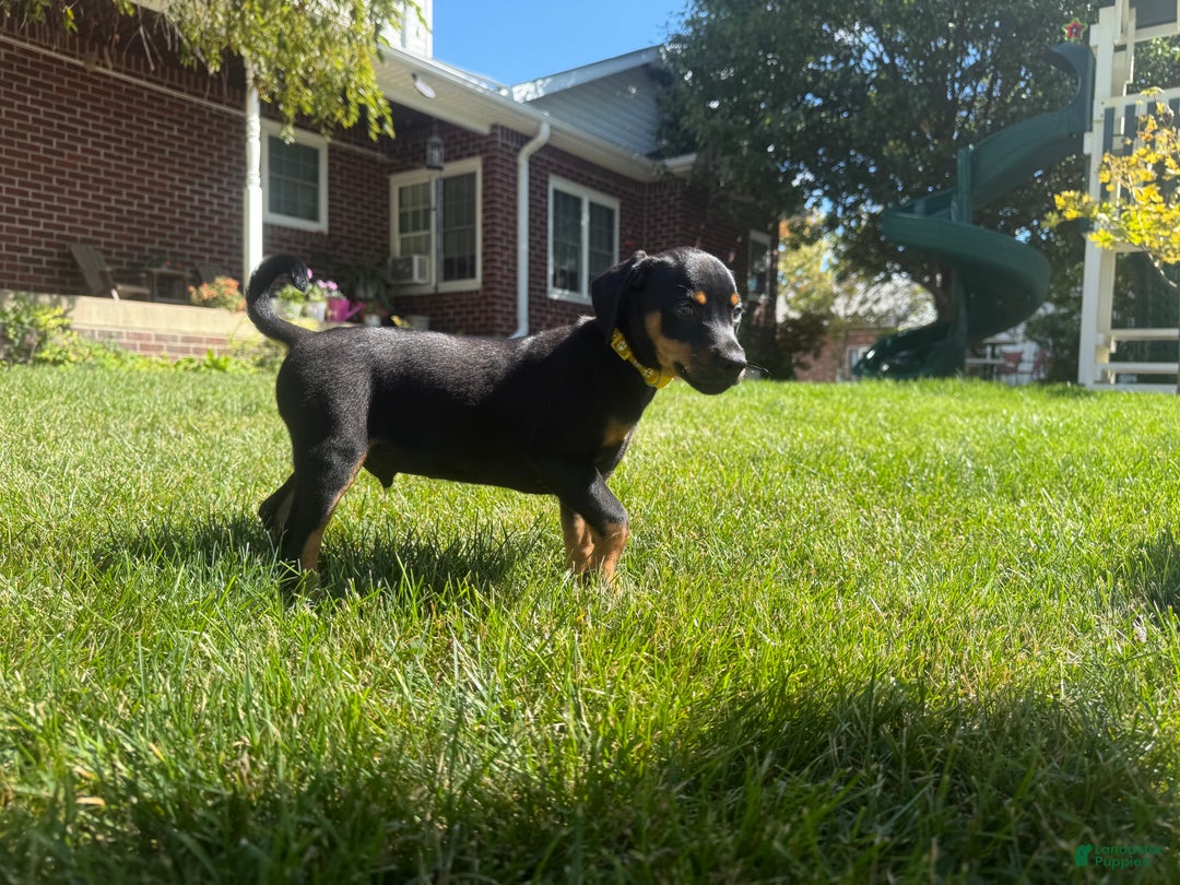 Gallery Image {{count}}