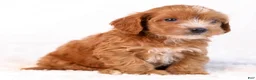 Mini Goldendoodle dogs for sale: Kipper - Ad 3