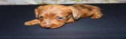 Miniature Dachshund dogs for sale: Zelda - Ad 10