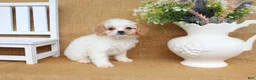 Cavapoo dogs for sale: Victoria- red and white Cavapoo - Ad 3