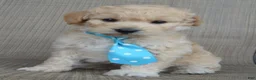 Mini Goldendoodle dogs for sale: Mini Gus - Ad 19
