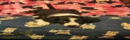 Border Collie dogs for sale: Noddy - Ad 11