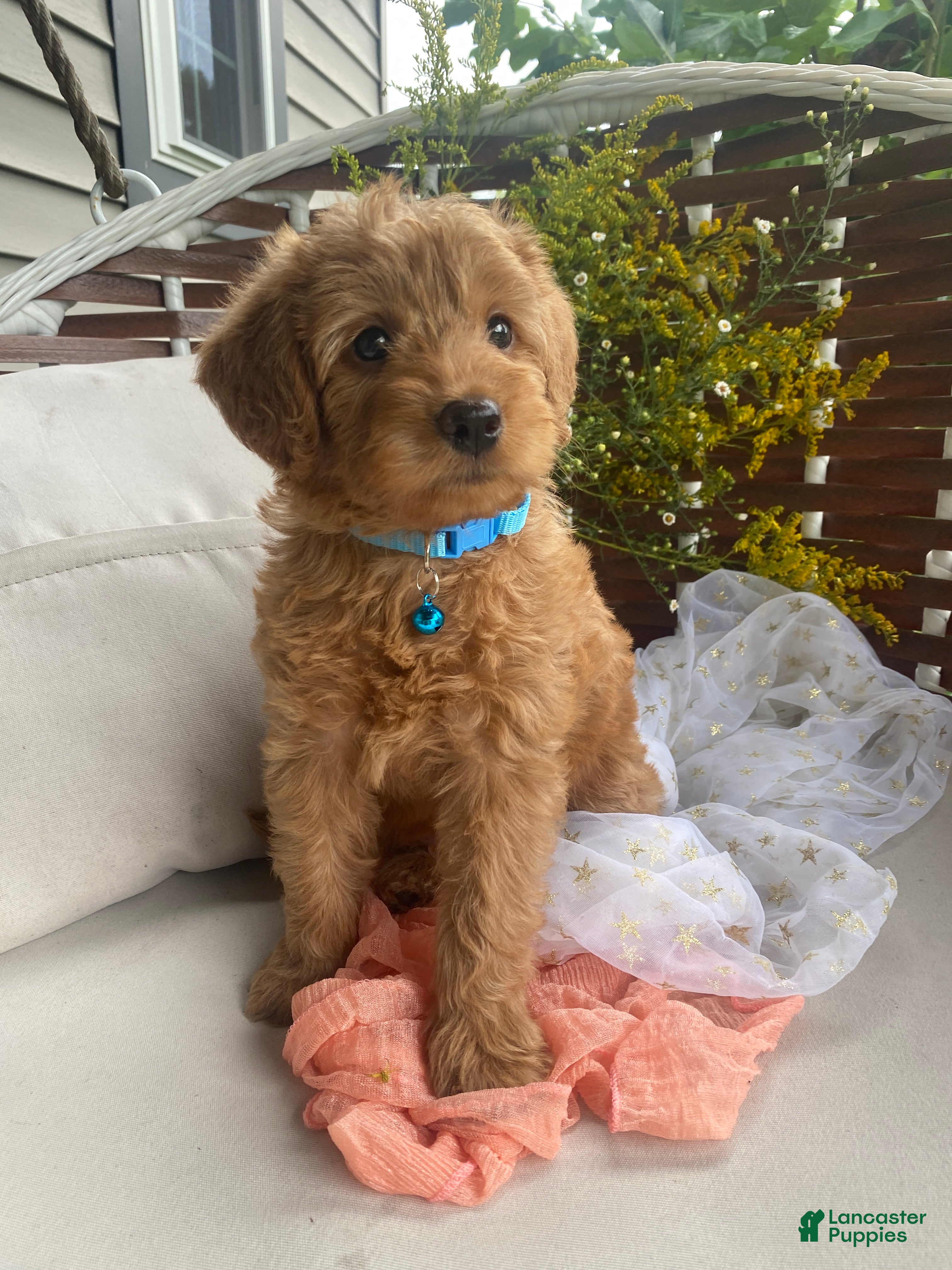 Miniature Labradoodle dogs Ali - Ad 1