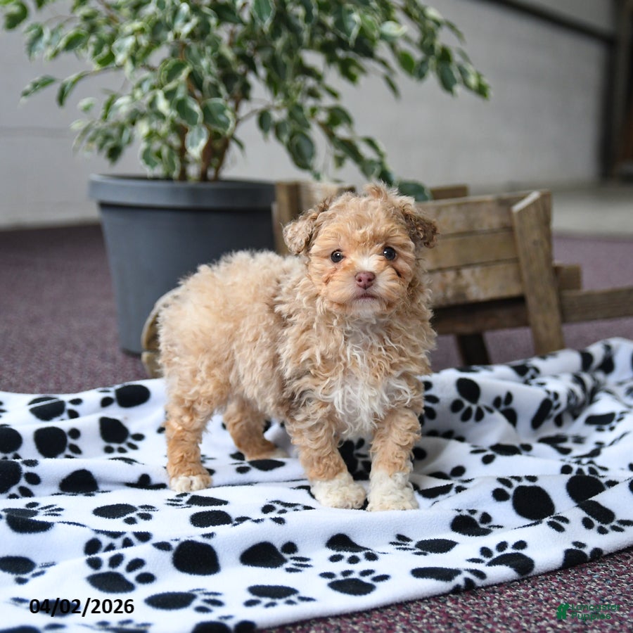 Toy Poodle dogs Velvet  - Ad 1