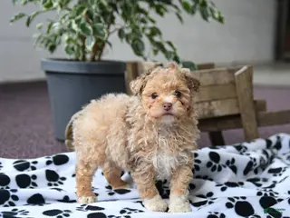 Toy Poodle dogs for sale: Velvet - Ad 1