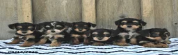 Yorkiepoo dogs for sale: Seltzer - Ad 5