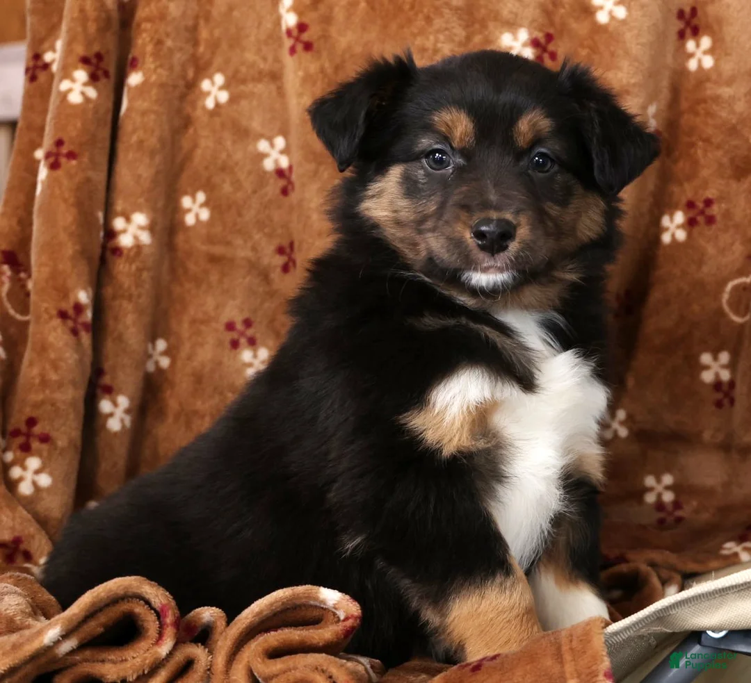 Australian Shepherd dogs for sale: Julie - Ad 7