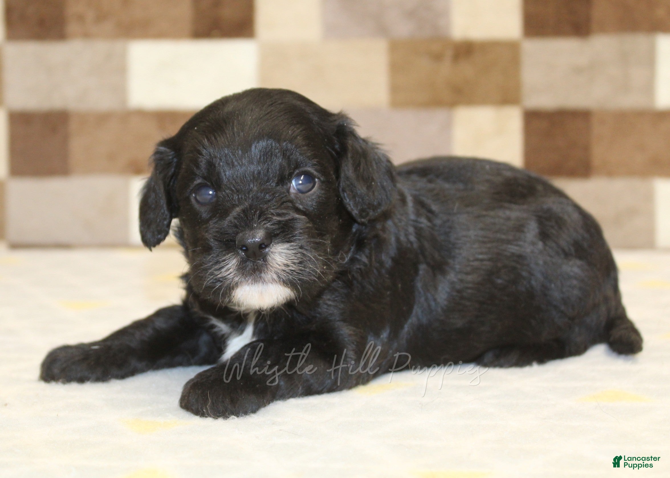 Cavapoo dogs Violet - Ad 2