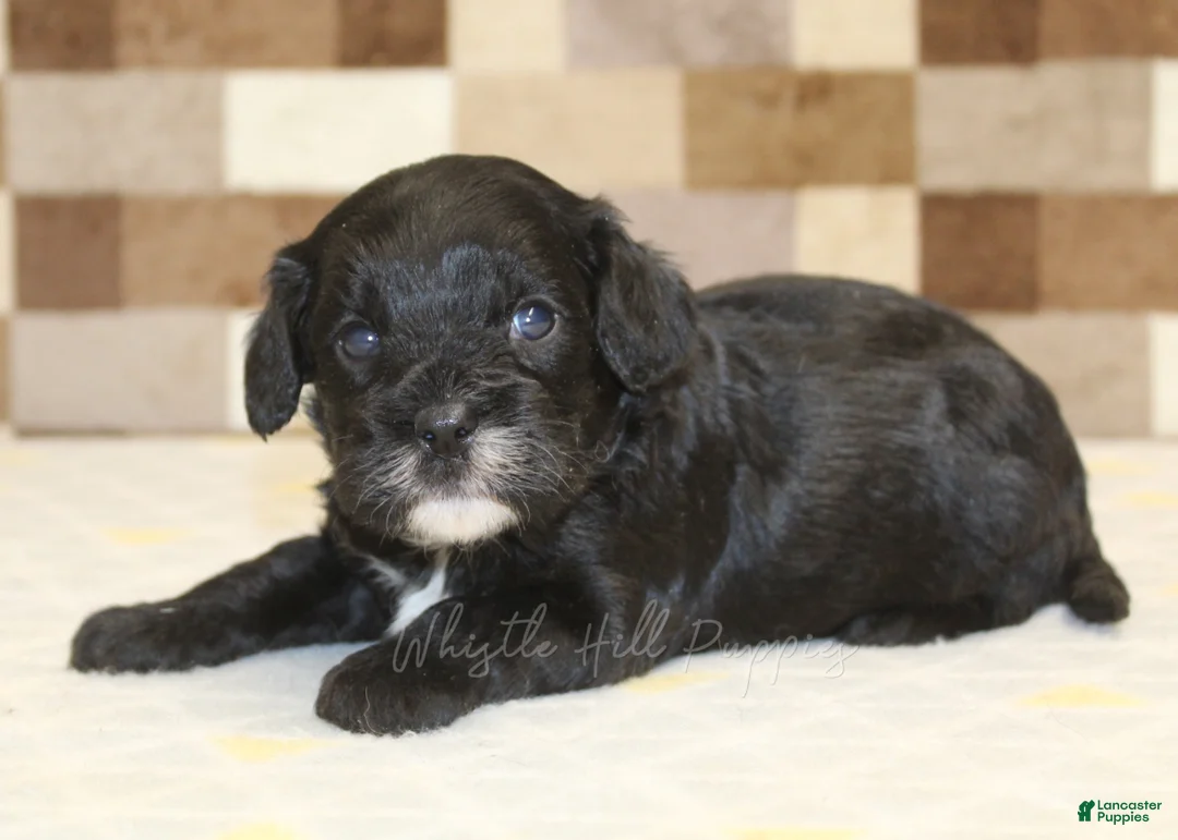 Cavapoo dogs for sale: Violet - Ad 2
