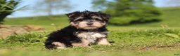 Morkie dogs for sale: River - Ad 4