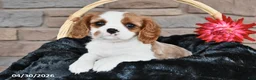 Cavalier King Charles Spaniel dogs for sale: Sophie - Ad 2