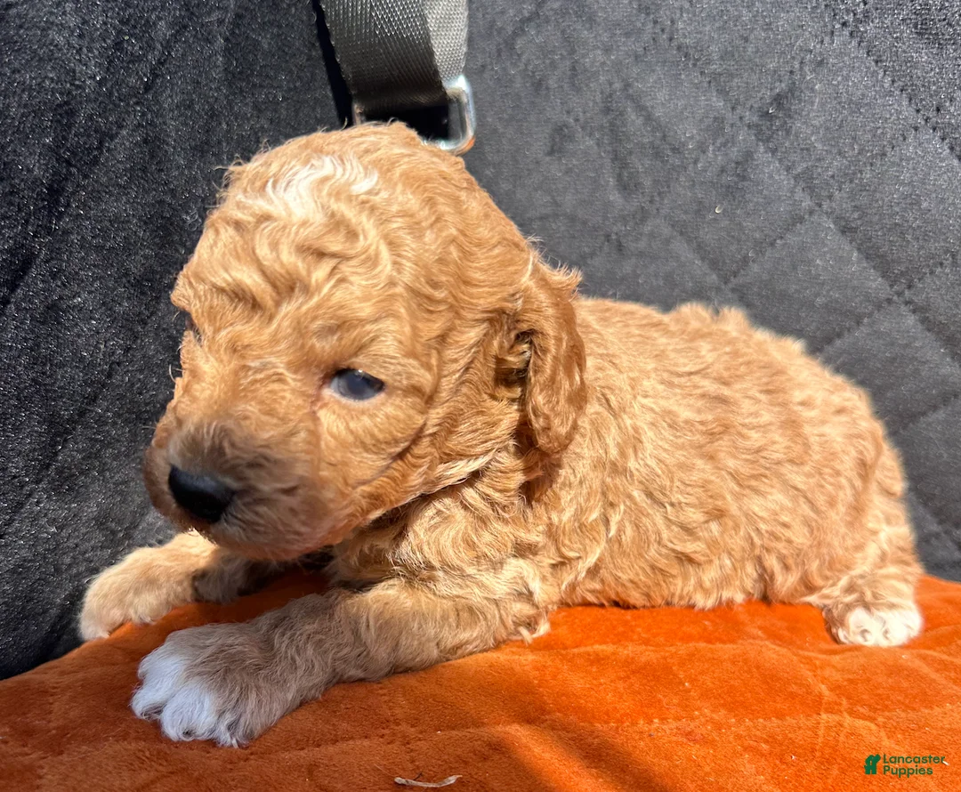 Toy Poodle dogs for sale: Meet Jack- AKC Genetically Tested Parents - Ad 2