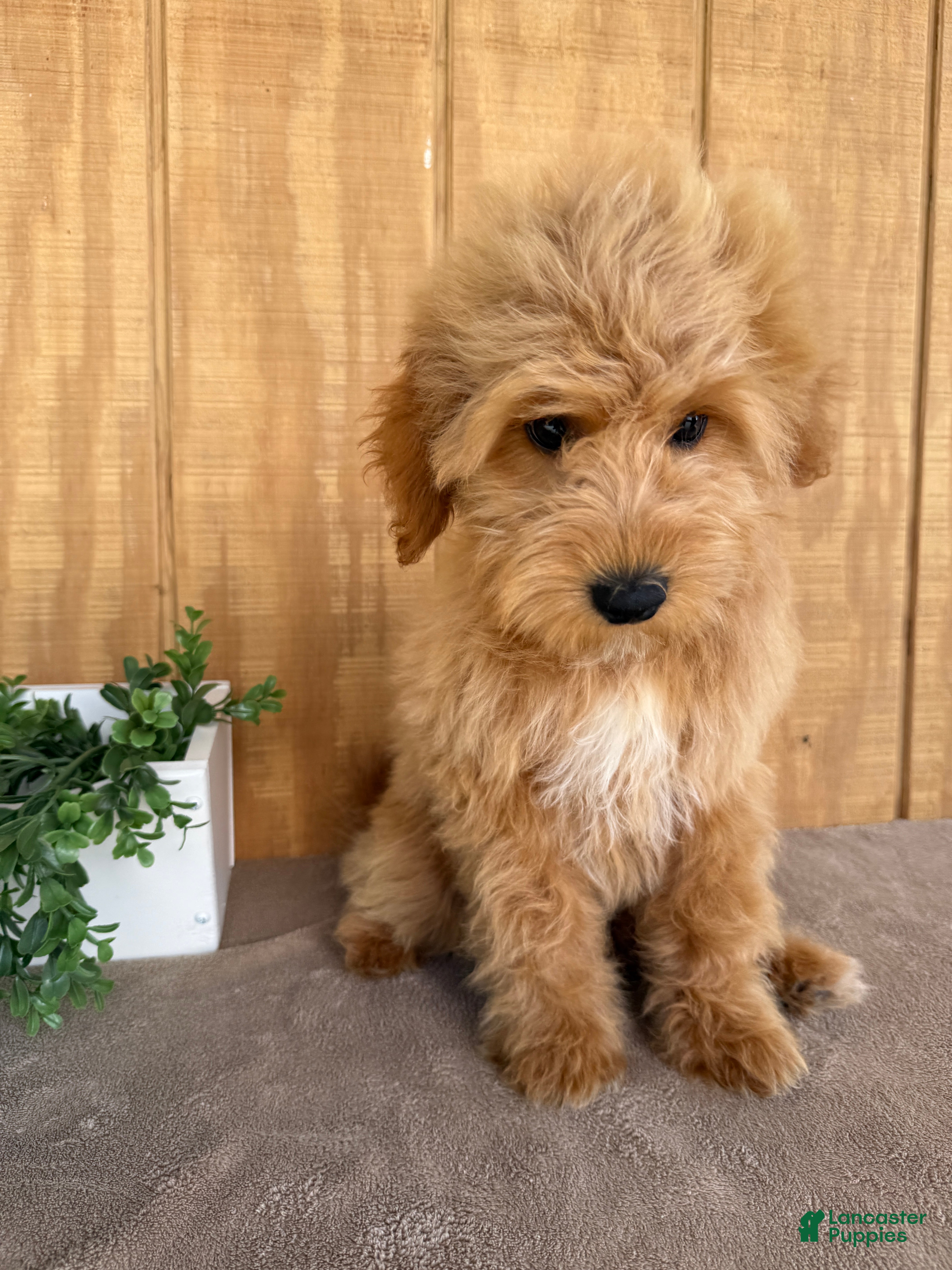 Mini Goldendoodle dogs Alice - Ad 1