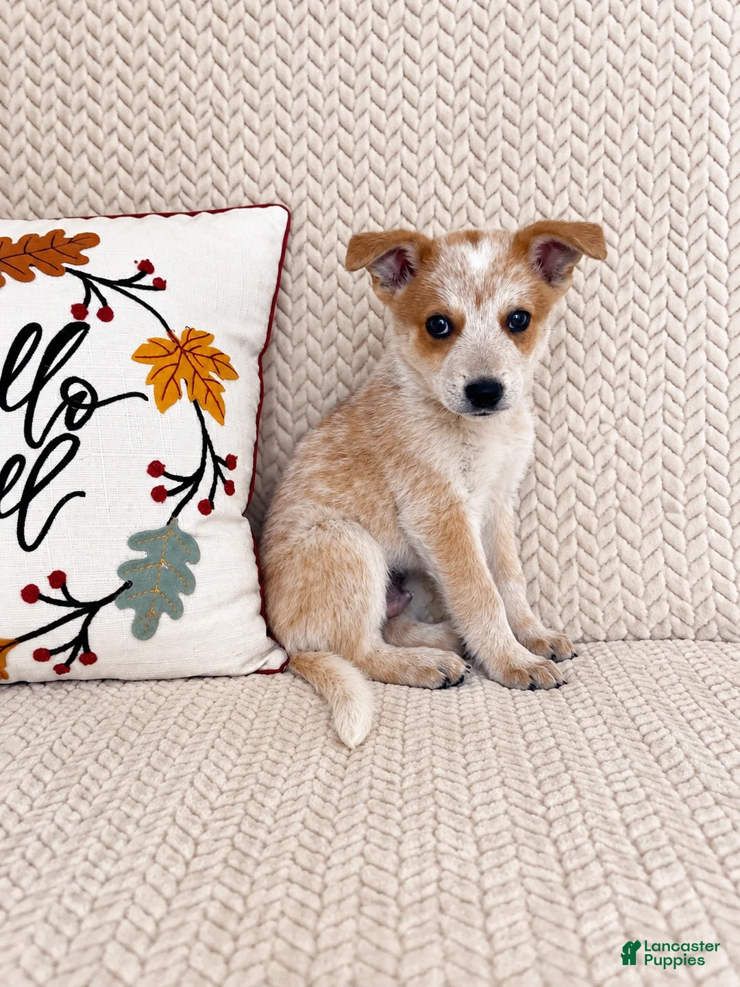 Australian Cattle Dog dogs for sale: Huxley - Ad 5
