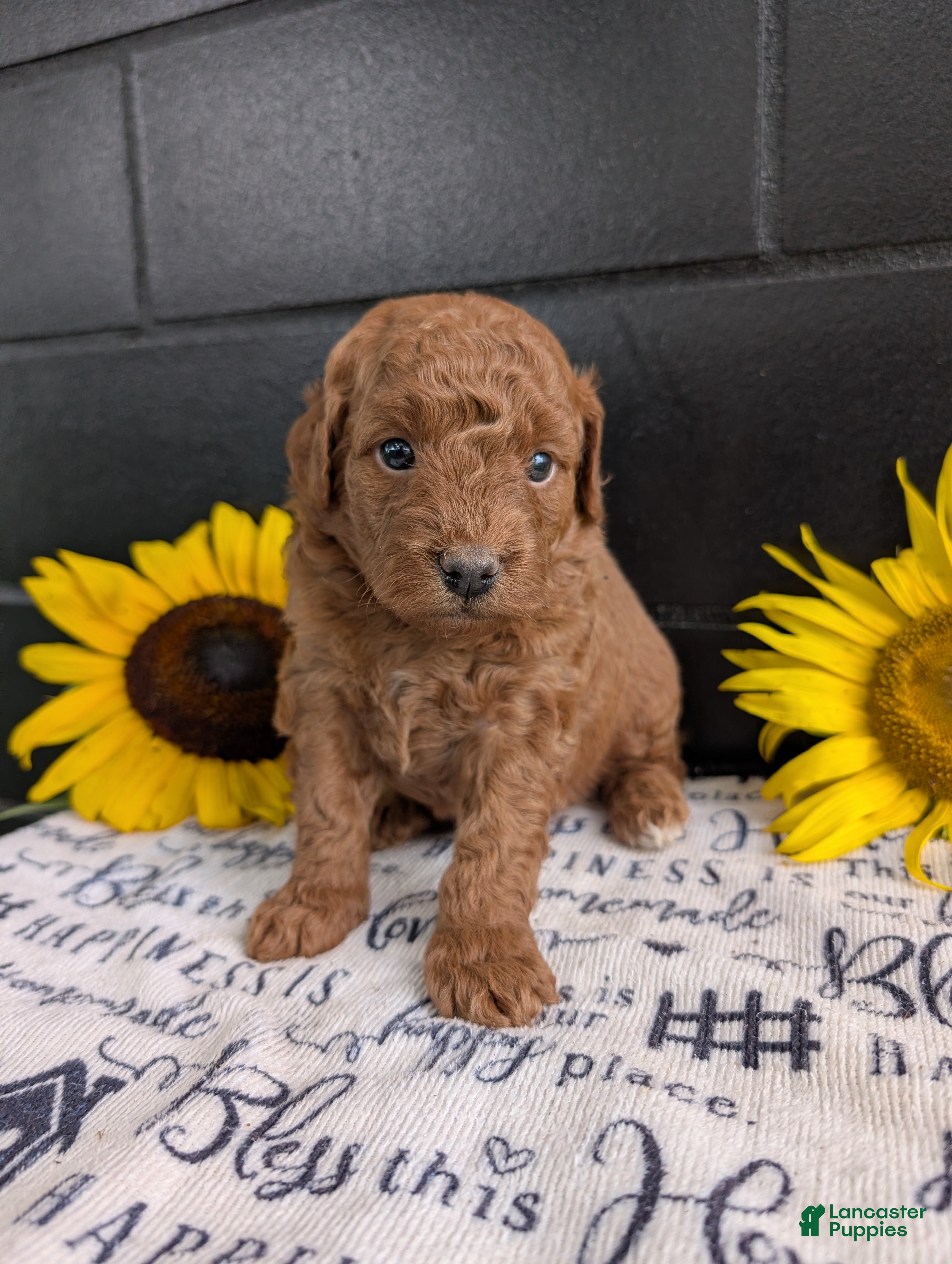 Mini Goldendoodle dogs Mini -Mo - Ad 1