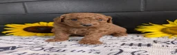 Mini Goldendoodle dogs for sale: Mini -Mo - Ad 1