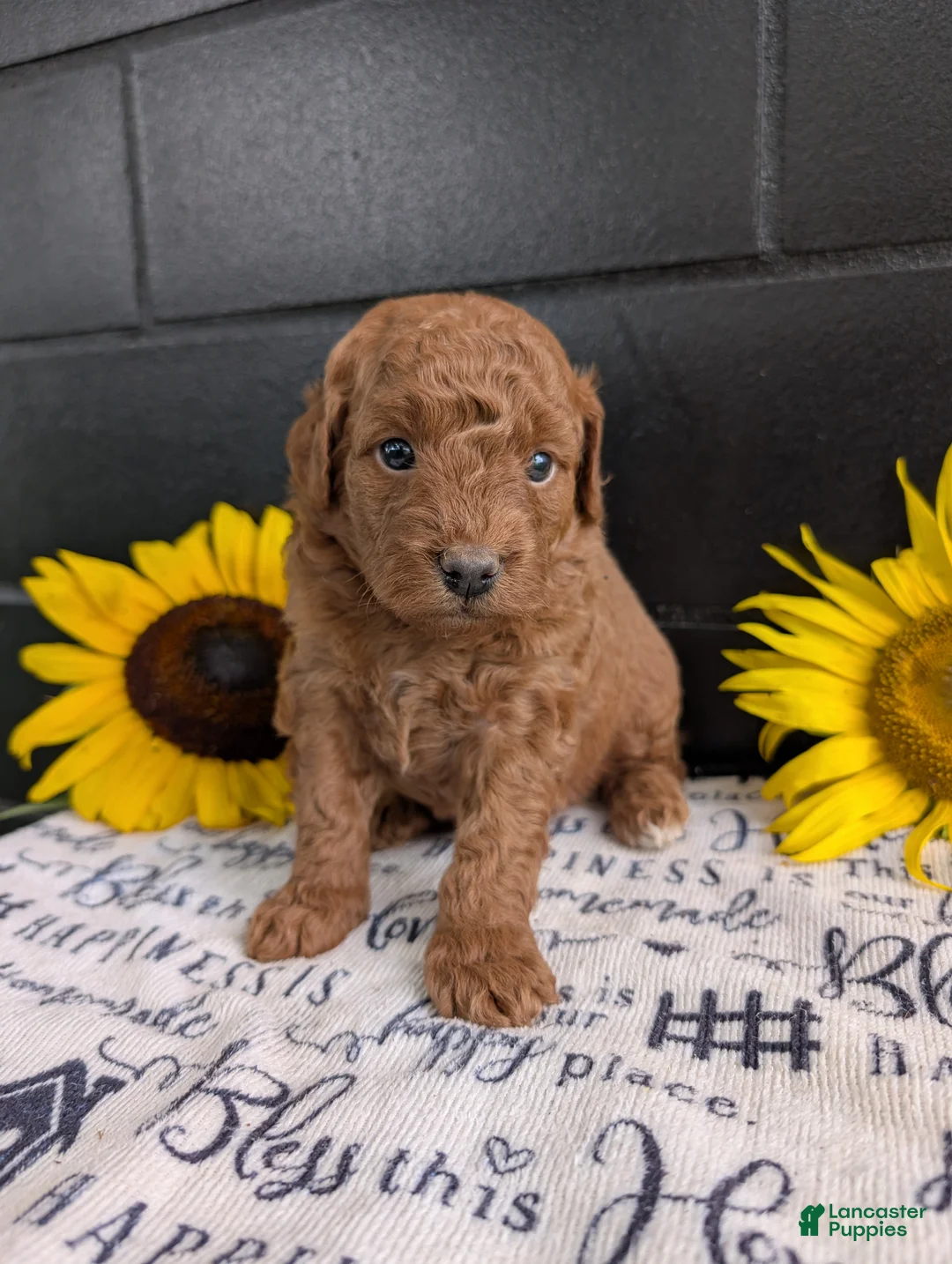 Mini Goldendoodle dogs for sale: Mini -Mo - Ad 1