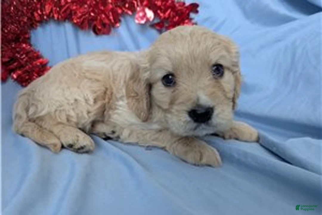 Mixed Breed dogs for sale: Jett - Ad 10