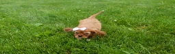 Cavalier King Charles Spaniel dogs for sale: Sierra 🤎🐶 - Ad 15