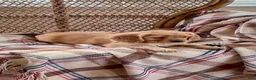 Miniature Golden Retriever dogs for sale: Max - Ad 3