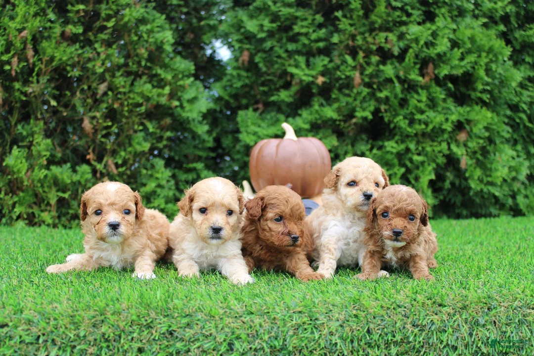 Toy Poodle dogs for sale: AKC Echo(tiny) - Ad 10