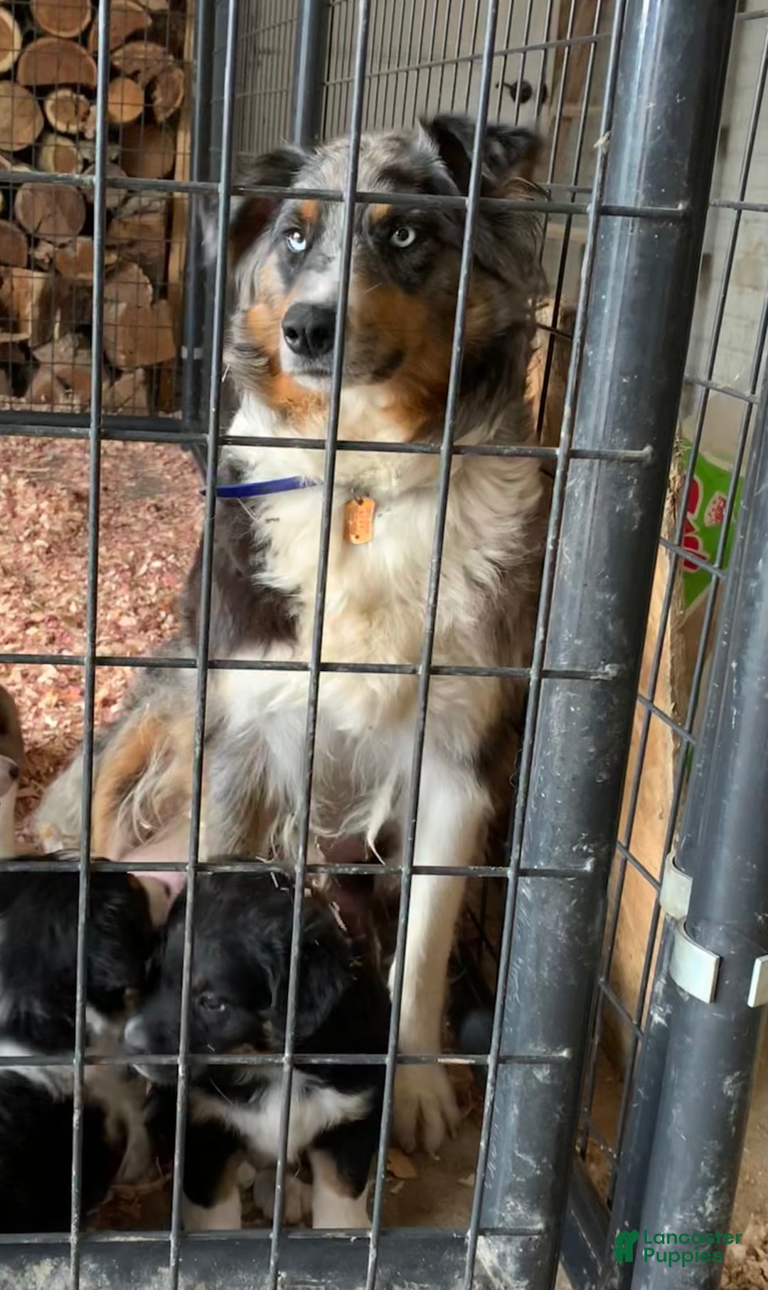 Aussiedoodle dogs for sale: Trixy - Ad 6