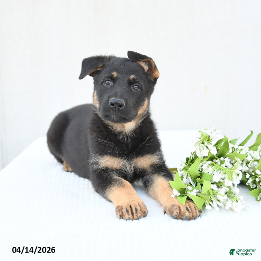 German Shepherd dogs Daisy - Ad 2