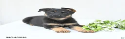 German Shepherd dogs for sale: Daisy - Ad 2