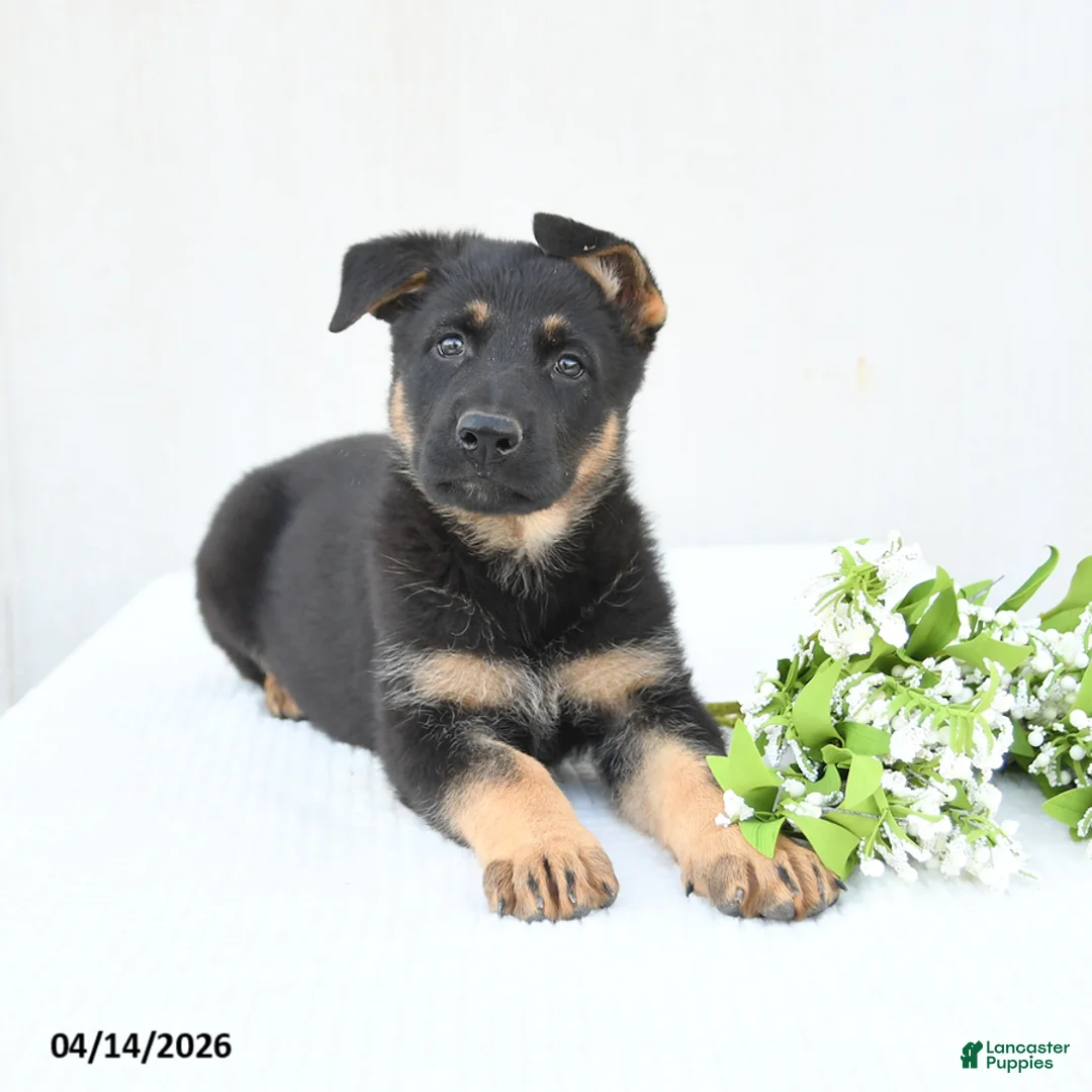 German Shepherd dogs for sale: Daisy - Ad 2