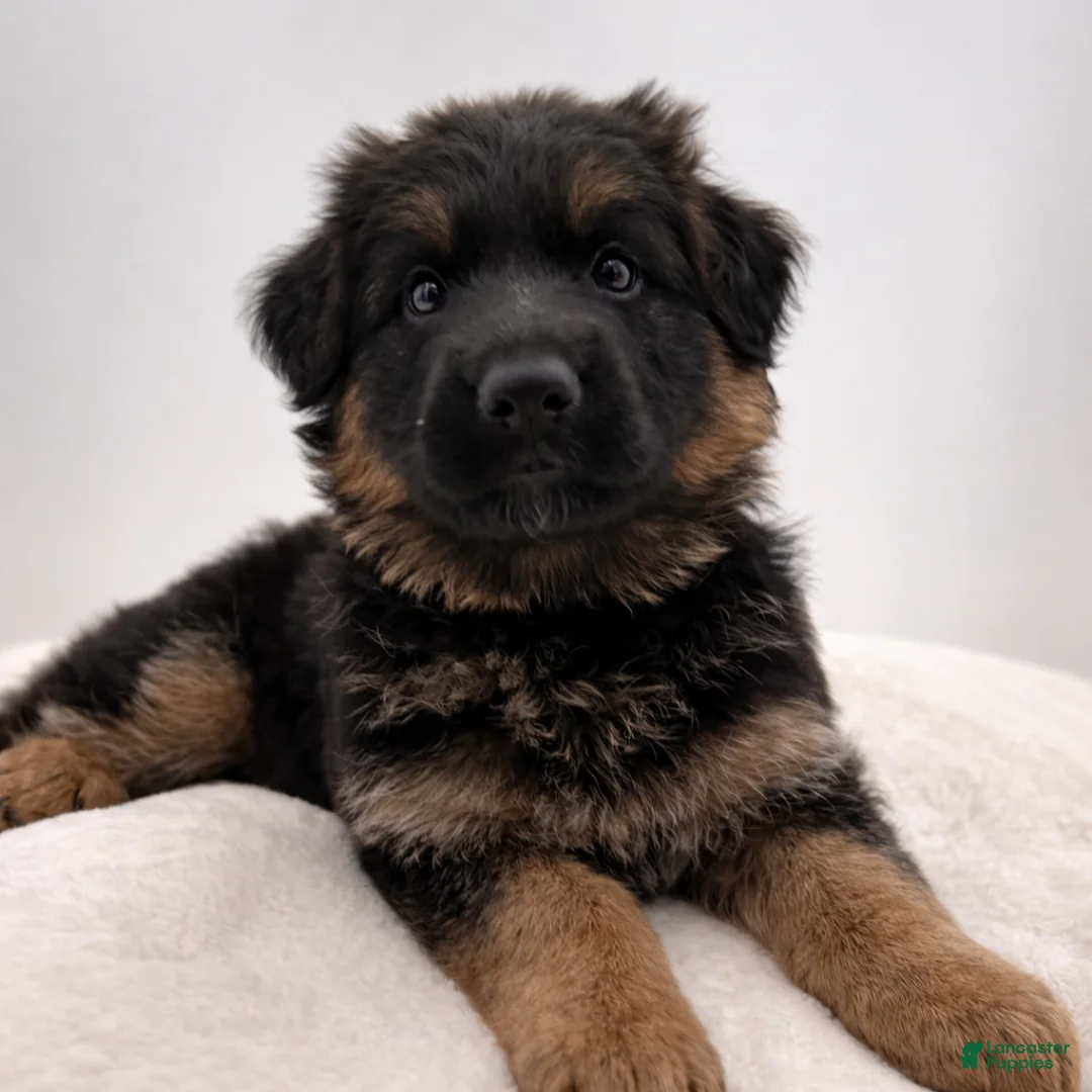 German Shepherd dogs for sale: Bree - Ad 1