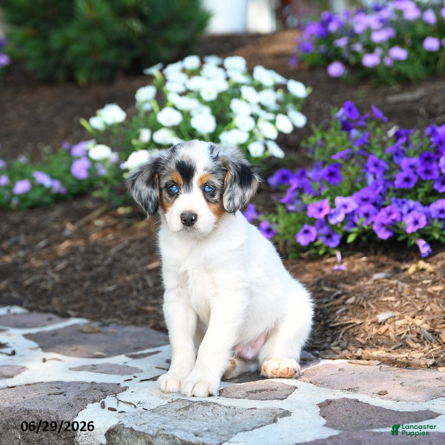 Mini Bernedoodle dogs Parker - Ad 1