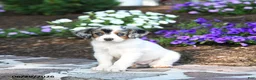 Mini Bernedoodle dogs for sale: Parker - Ad 1