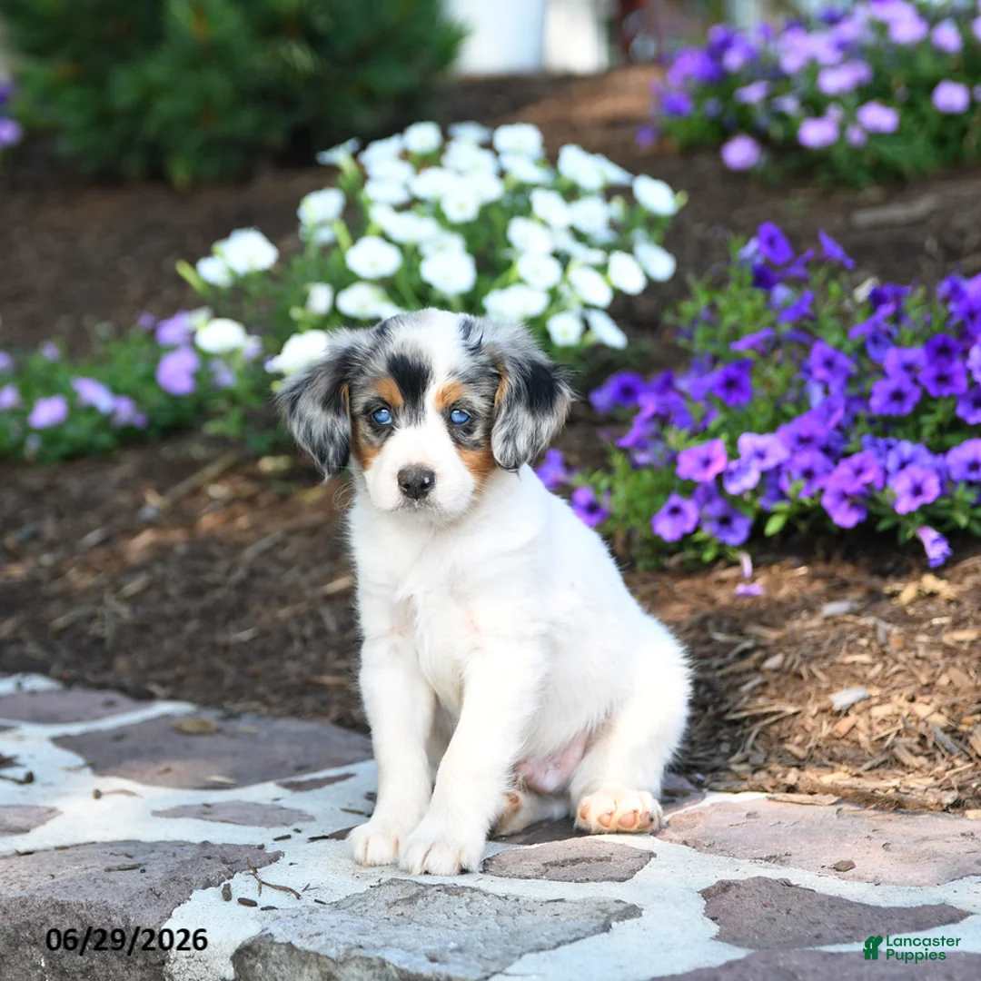 Mini Bernedoodle dogs for sale: Parker - Ad 1