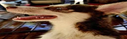 Pomsky dogs for sale: Scout - Ad 1