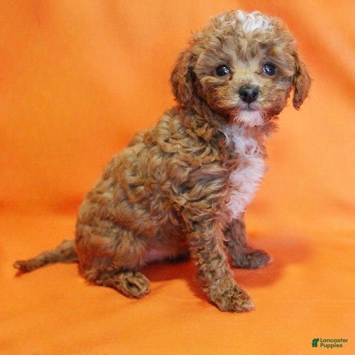 Toy Poodle dogs Peanut - Ad 2