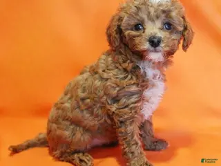 Toy Poodle dogs for sale: Peanut - Ad 1