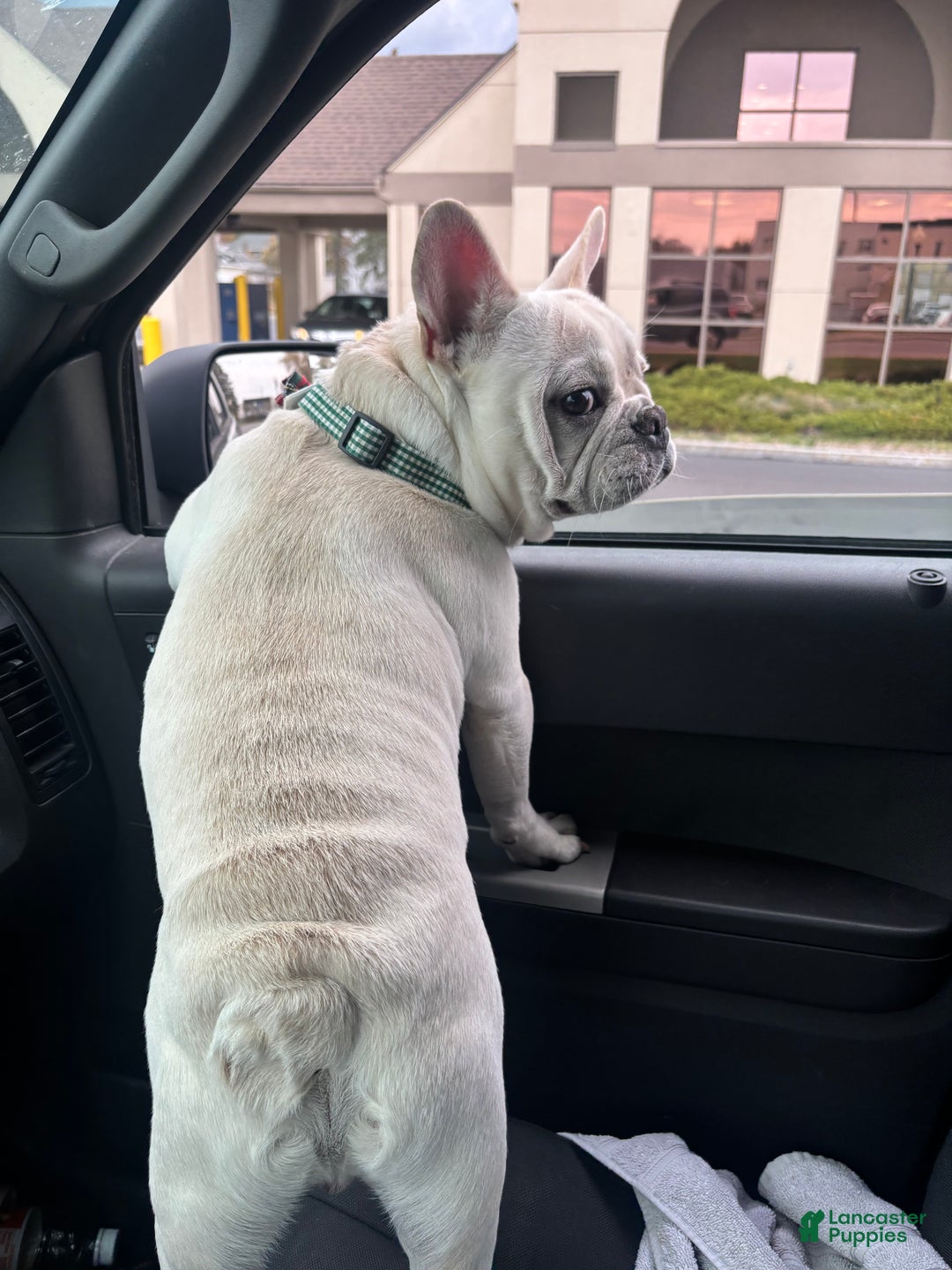 French Bulldog dogs for sale: French Bulldog Puppy 1 - Ad 4