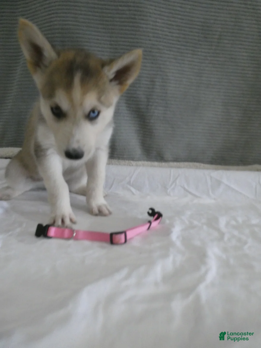 Gerberian Shepsky dogs for sale: Tundra - Ad 2
