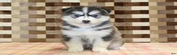 Pomsky dogs for sale: Waldo - Ad 3