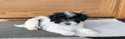 Havapoo dogs for sale: Norm - Ad 1