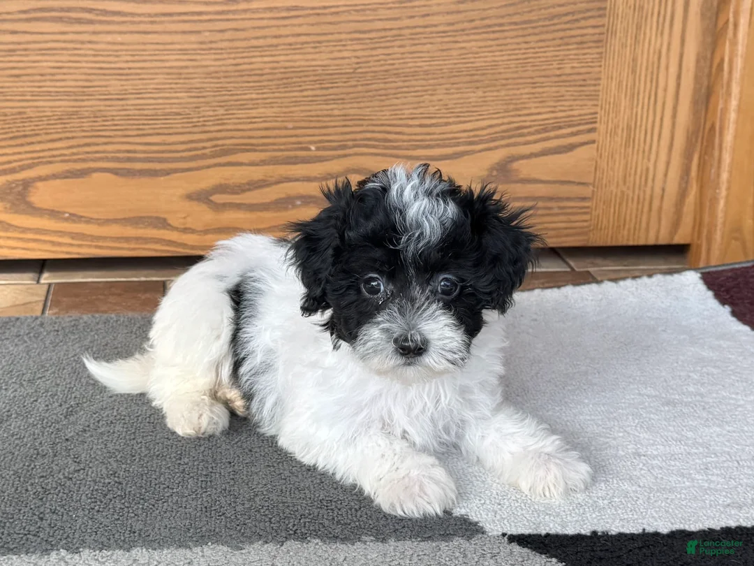 Havapoo dogs for sale: Norm - Ad 1
