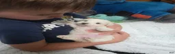 Maltese dogs for sale: Lily  - Ad 6