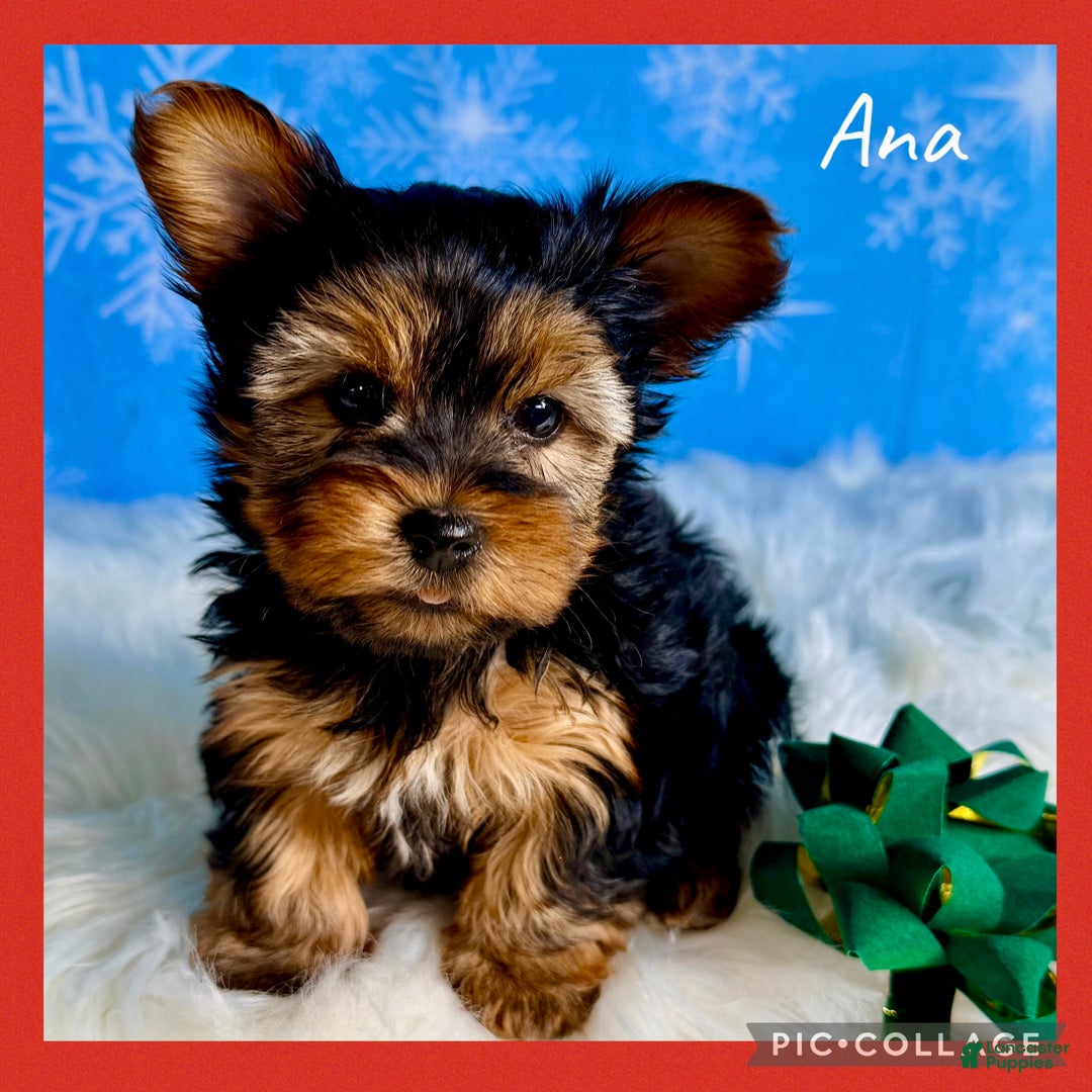 Yorkshire Terrier dogs for sale: Ana  - Ad 1