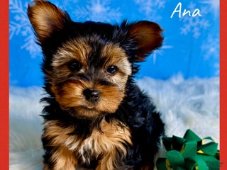 Yorkshire Terrier dogs Ana - Ad 4