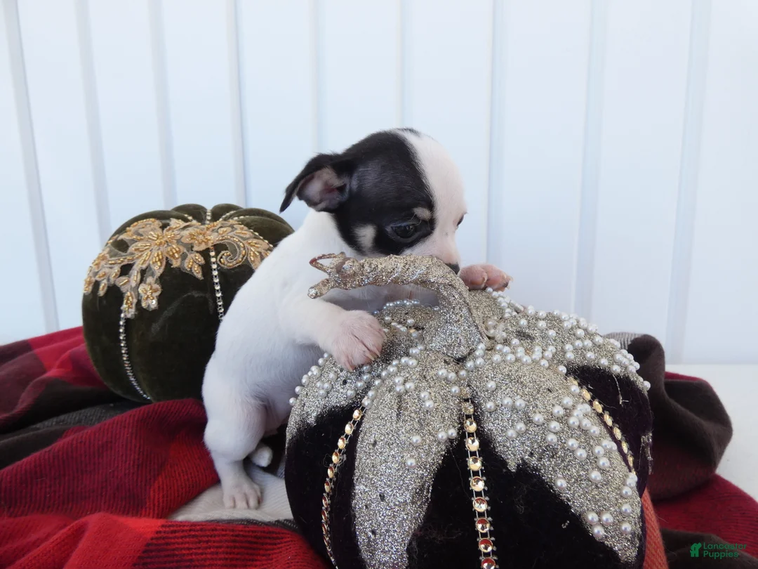 Chihuahua dogs for sale: Chihuahua 1 Stormy - Ad 3