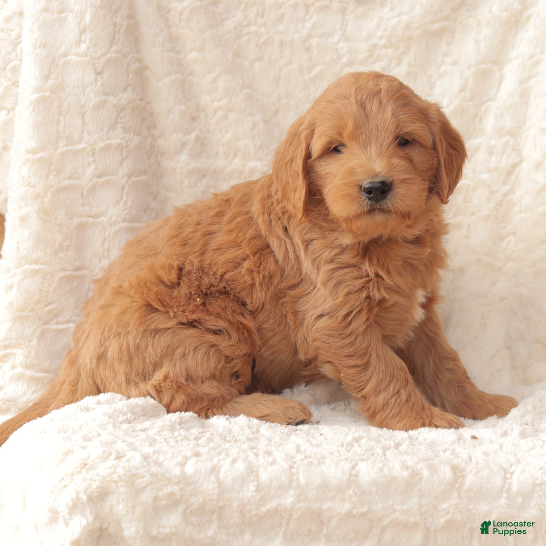 Mini Goldendoodle dogs for sale: Copper - Ad 3