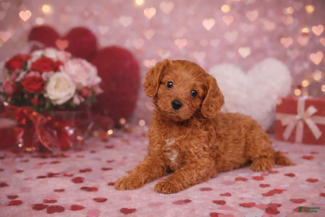 Cavapoo dogs for sale: ❤️❤️ Georgie ❤️❤️ - Ad 3