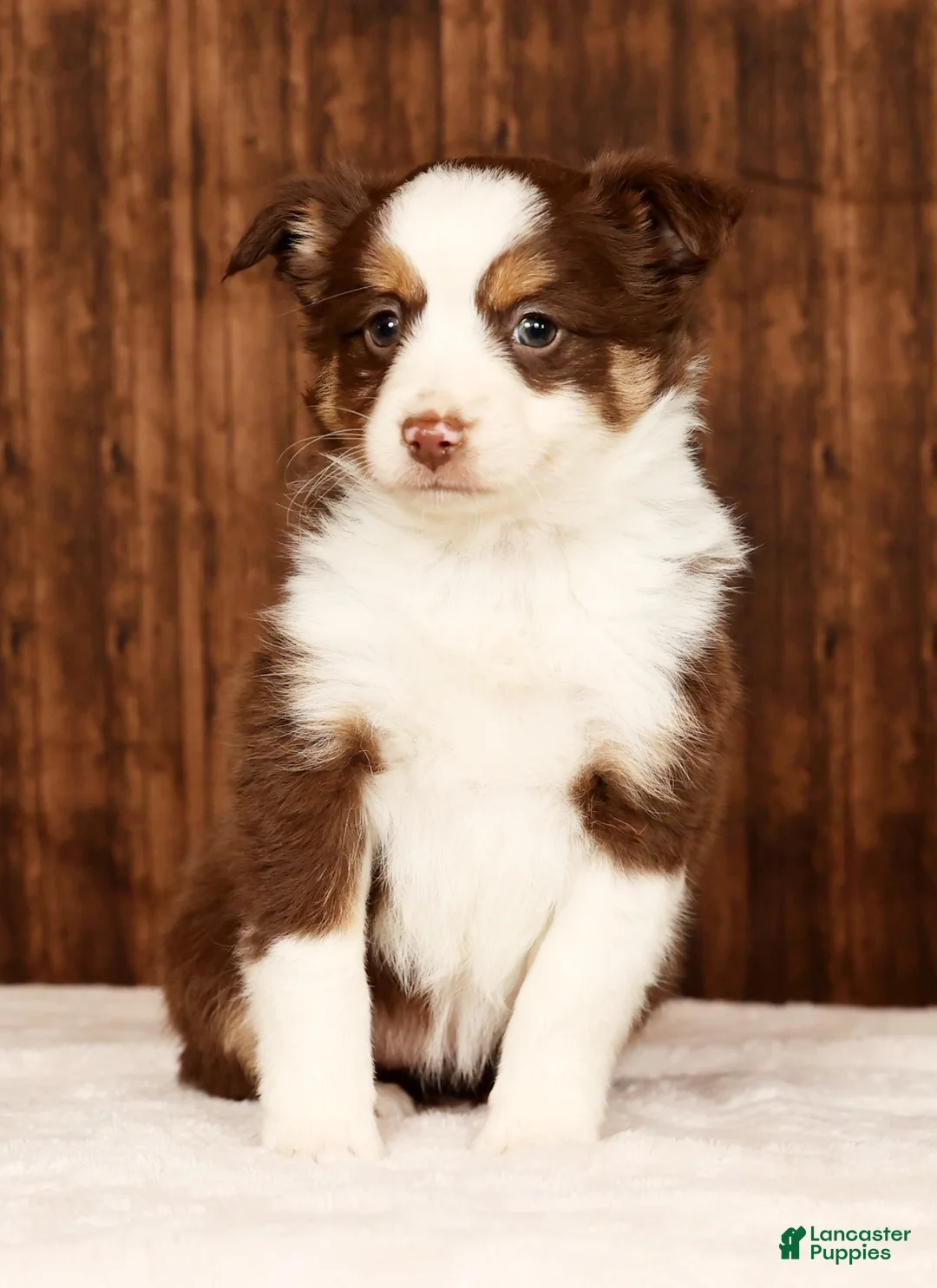 Miniature Australian Shepherd dogs for sale: Cocoa - Ad 5