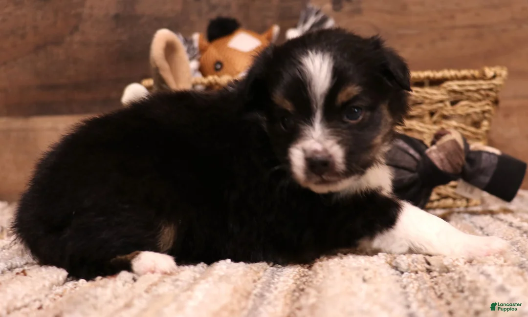 Toy Australian Shepherd dogs for sale: Cora black-tri Toy Aussie f - Ad 5